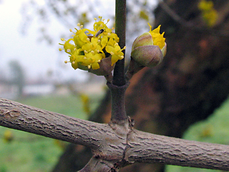 Cornus mas L. - Corniolo maschio